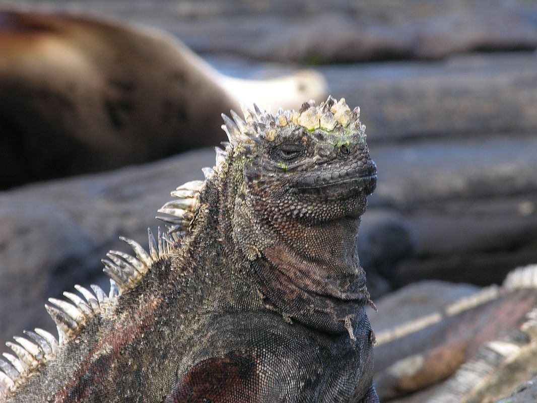 Galapagos 6-1-07 Santiago Puerto Egas Marine Iguana